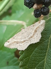 Chiasmia aestimaria