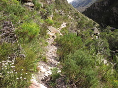 Pentameris oreophila