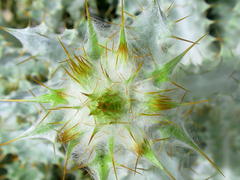 Berkheya francisci
