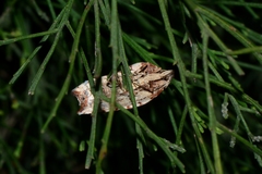 Arachnographa micrastrella