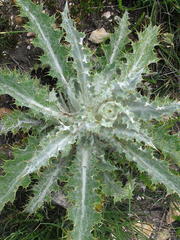 Berkheya francisci