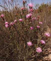 Lampranthus pakhuisensis