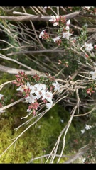 Dicranolaius bellulus