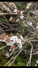 Dicranolaius bellulus