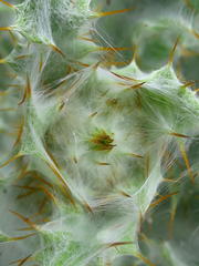 Berkheya francisci