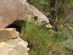 Pentameris oreophila