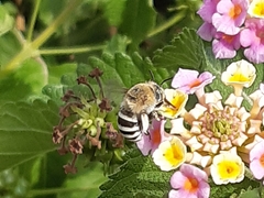 Amegilla quadrifasciata