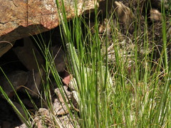 Pentameris oreophila