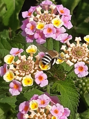 Amegilla quadrifasciata