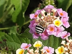 Amegilla quadrifasciata