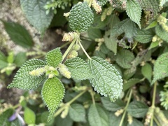 Boehmeria pilosiuscula