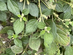 Boehmeria pilosiuscula