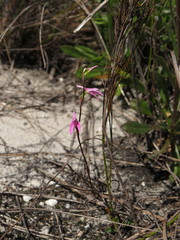 Disa obliqua clavigera