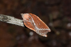 Arachnographa micrastrella