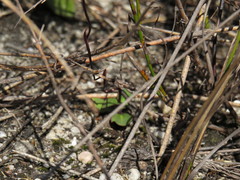 Disa obliqua clavigera