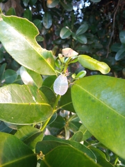 Rhoecus australasiae