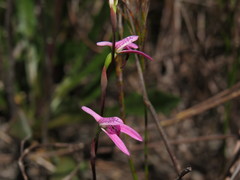 Disa obliqua clavigera