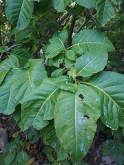 Pisonia grandis