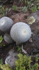 Mammillaria albilanata