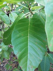 Pisonia grandis