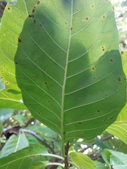 Pisonia grandis