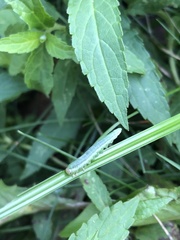 Monostegia abdominalis