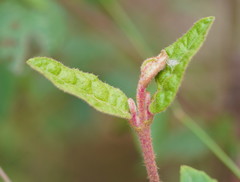 Correa reflexa lobata