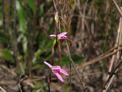 Disa obliqua clavigera