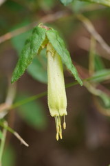 Correa reflexa lobata