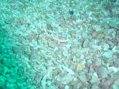 Pavoclinus smalei