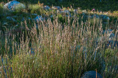 Hypodiscus argenteus