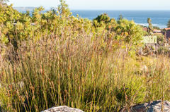 Hypodiscus argenteus