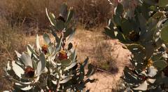 Leucadendron loranthifolium