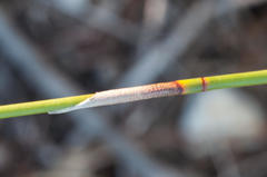 Hypodiscus argenteus