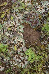 Riccia spongiosula