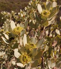 Leucadendron loranthifolium