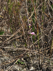 Disa obliqua clavigera