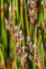 Hypodiscus argenteus