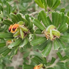 Pultenaea scabra