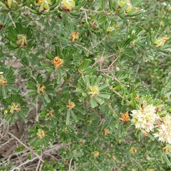 Pultenaea scabra