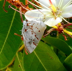 Ministrymon megacles