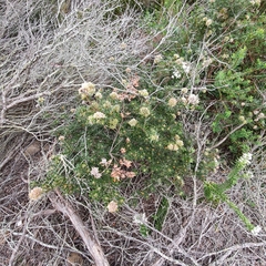 Pultenaea scabra