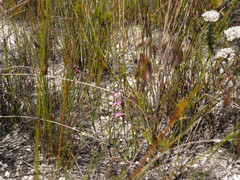 Disa obliqua clavigera