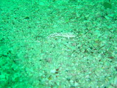Pavoclinus smalei