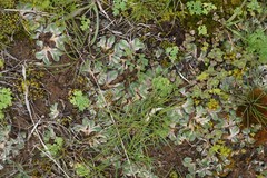 Riccia spongiosula