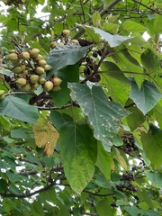Paulownia tomentosa