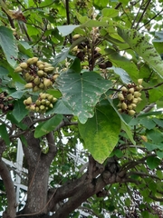 Paulownia tomentosa
