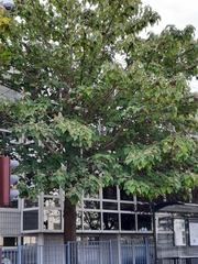 Paulownia tomentosa
