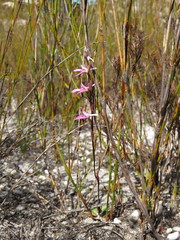 Disa obliqua clavigera