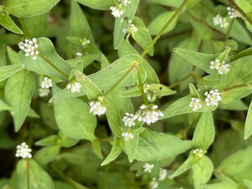 Nepal Persicaria